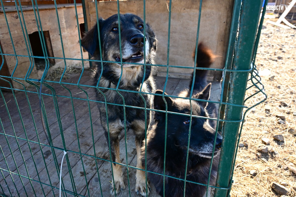 «Надо помогать – вот и всё»: более 100 собак из приюта в Приморье ждут волонтёров, опекунов или будущих хозяев «Надо помогать – вот и всё»: более 100 собак из приюта в Приморье ждут волонтёров, опекунов или будущих хозяев