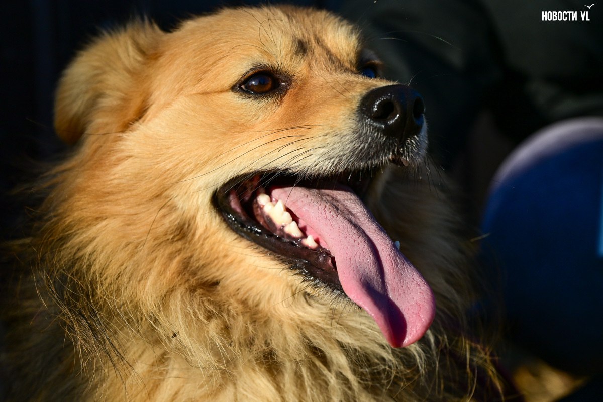 «Надо помогать – вот и всё»: более 100 собак из приюта в Приморье ждут волонтёров, опекунов или будущих хозяев «Надо помогать – вот и всё»: более 100 собак из приюта в Приморье ждут волонтёров, опекунов или будущих хозяев