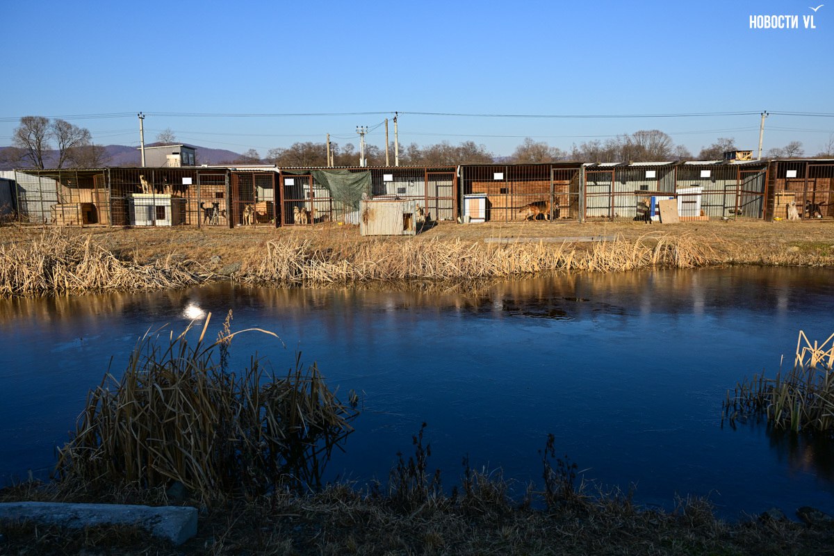 «Надо помогать – вот и всё»: более 100 собак из приюта в Приморье ждут волонтёров, опекунов или будущих хозяев «Надо помогать – вот и всё»: более 100 собак из приюта в Приморье ждут волонтёров, опекунов или будущих хозяев