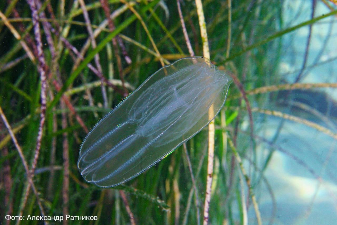 Морской инопланетянин в Приморье
