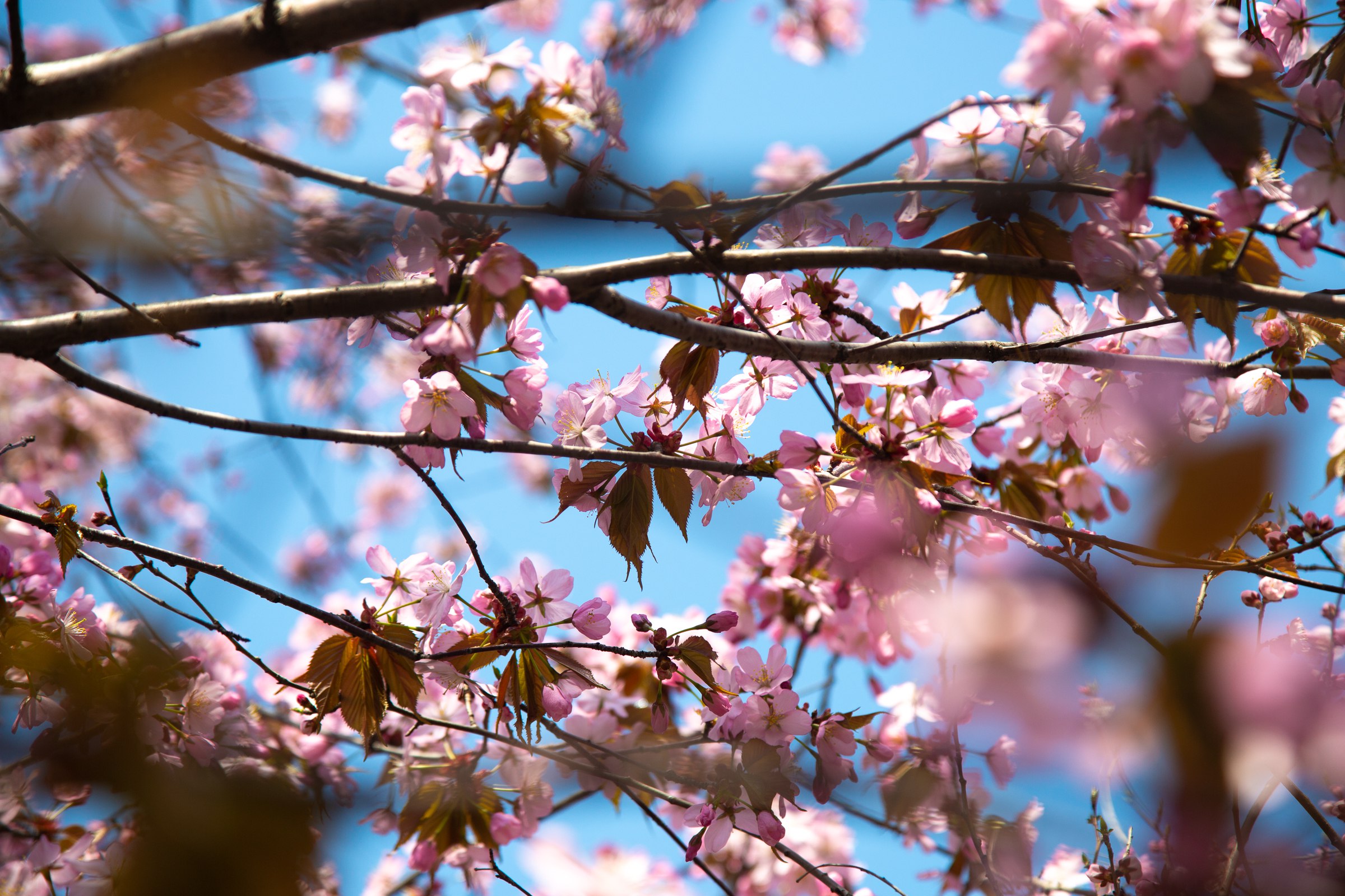 Уютный сквер со беседкой, лавочками и растениями может появиться в районе Борисенко, 22 В, рядом с лицеем №41
