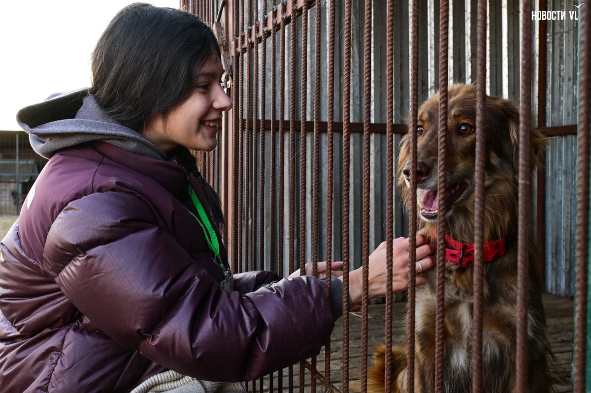 «Надо помогать – вот и всё»: более 100 собак из приюта в Приморье ждут волонтёров, опекунов или будущих хозяев «Надо помогать – вот и всё»: более 100 собак из приюта в Приморье ждут волонтёров, опекунов или будущих хозяев
