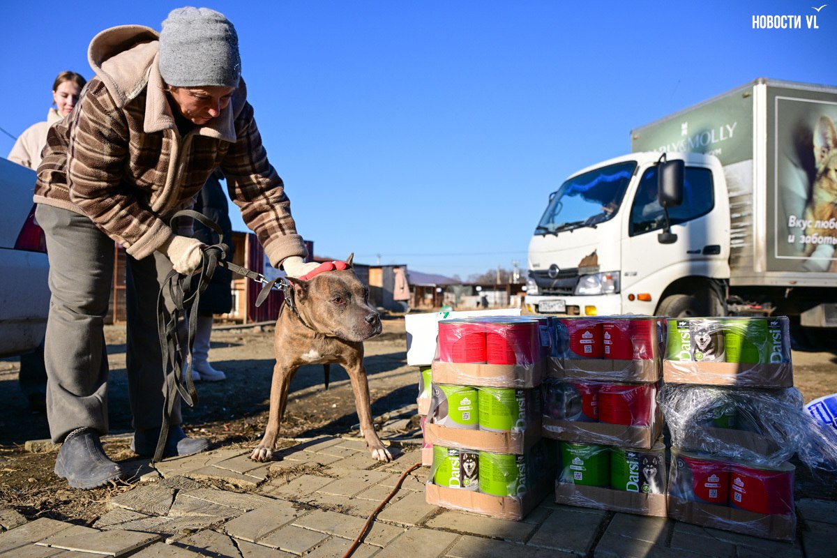 «Надо помогать – вот и всё»: более 100 собак из приюта в Приморье ждут волонтёров, опекунов или будущих хозяев «Надо помогать – вот и всё»: более 100 собак из приюта в Приморье ждут волонтёров, опекунов или будущих хозяев