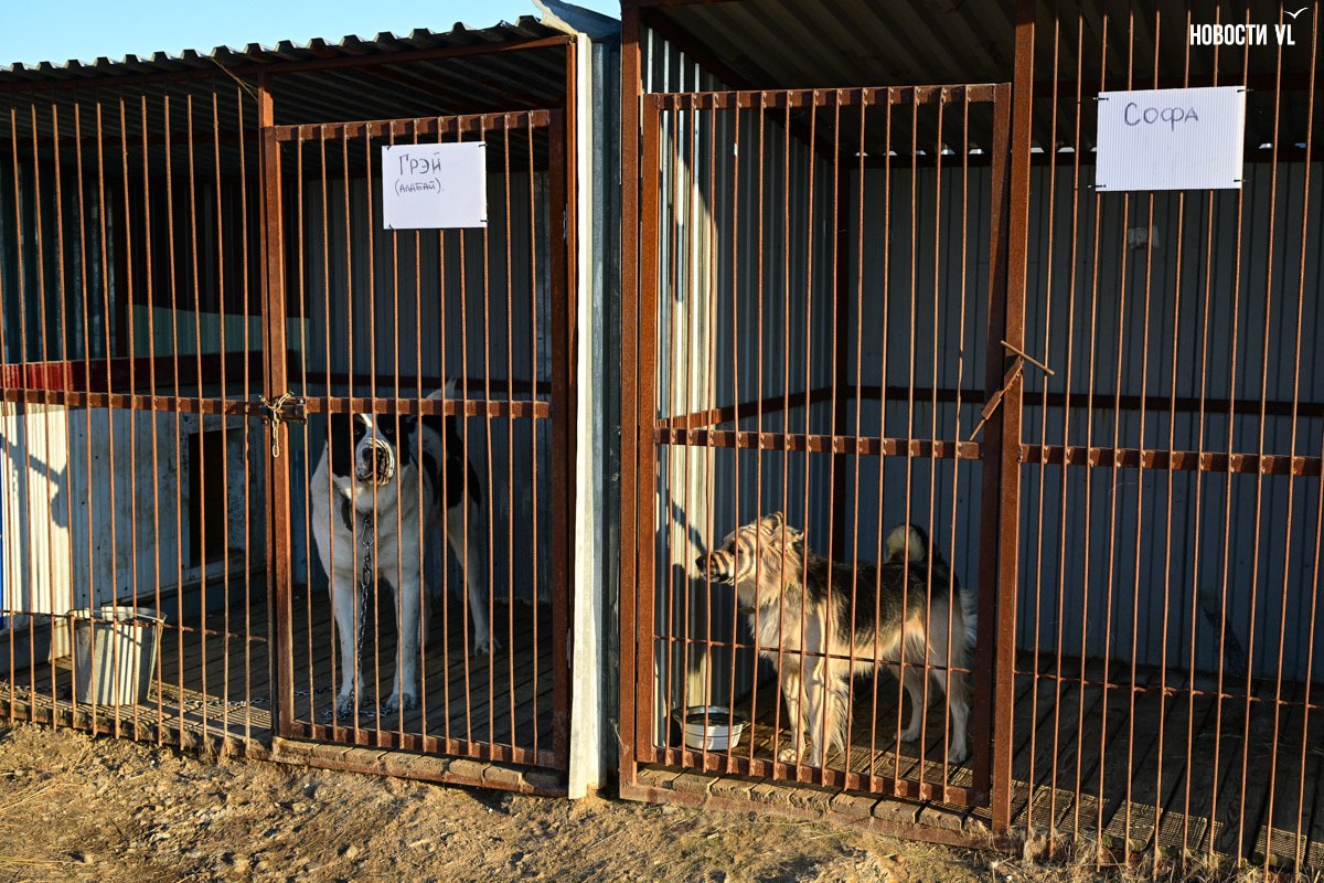 «Надо помогать – вот и всё»: более 100 собак из приюта в Приморье ждут волонтёров, опекунов или будущих хозяев «Надо помогать – вот и всё»: более 100 собак из приюта в Приморье ждут волонтёров, опекунов или будущих хозяев