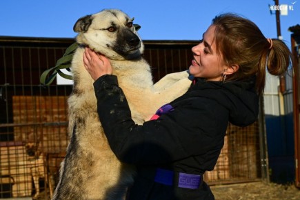 «Надо помогать – вот и всё»: более 100 собак из приюта в Приморье ждут волонтёров, опекунов или будущих хозяев