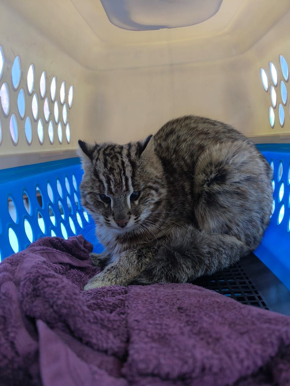 Дальневосточного лесного кота спасают в Приморье Дальневосточного лесного кота спасают в Приморье