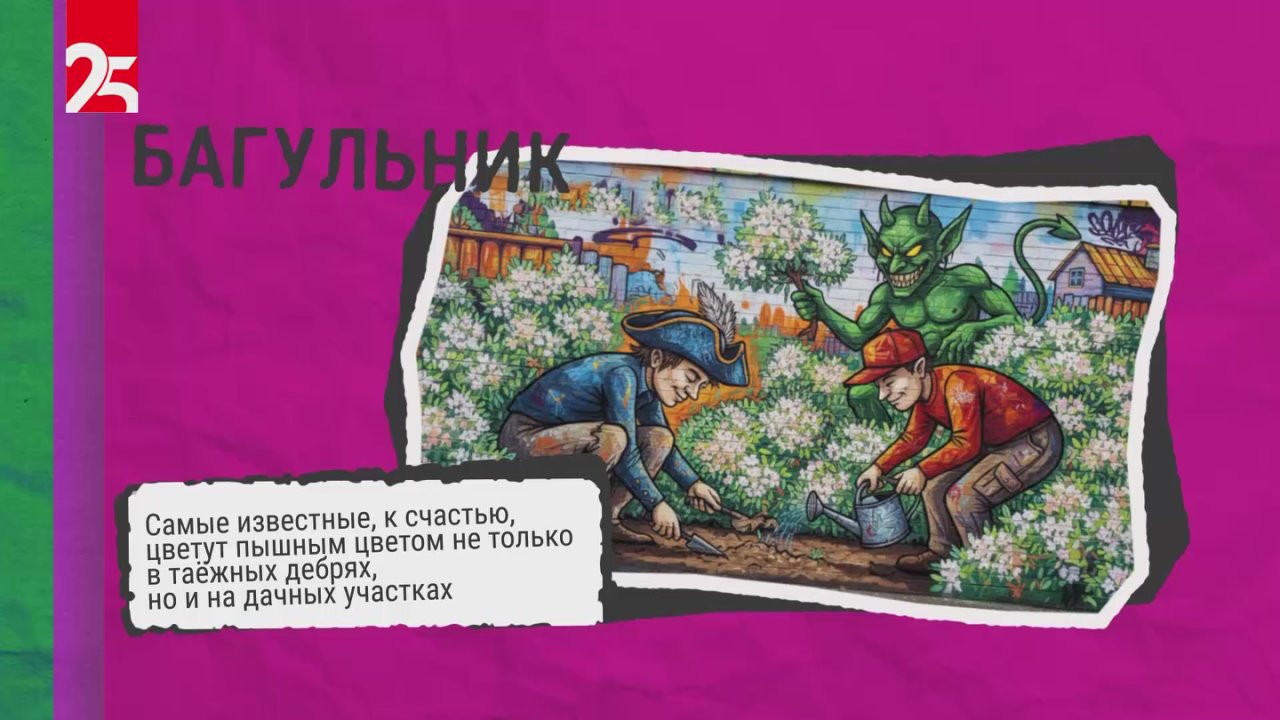Багульник. Так в Приморье называют кустарник, один из подвидов рододендрона Весной приморские сопки окрашиваются ярко-лиловым