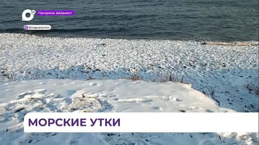 В бухте Соболиной во Владивостоке замечены утки