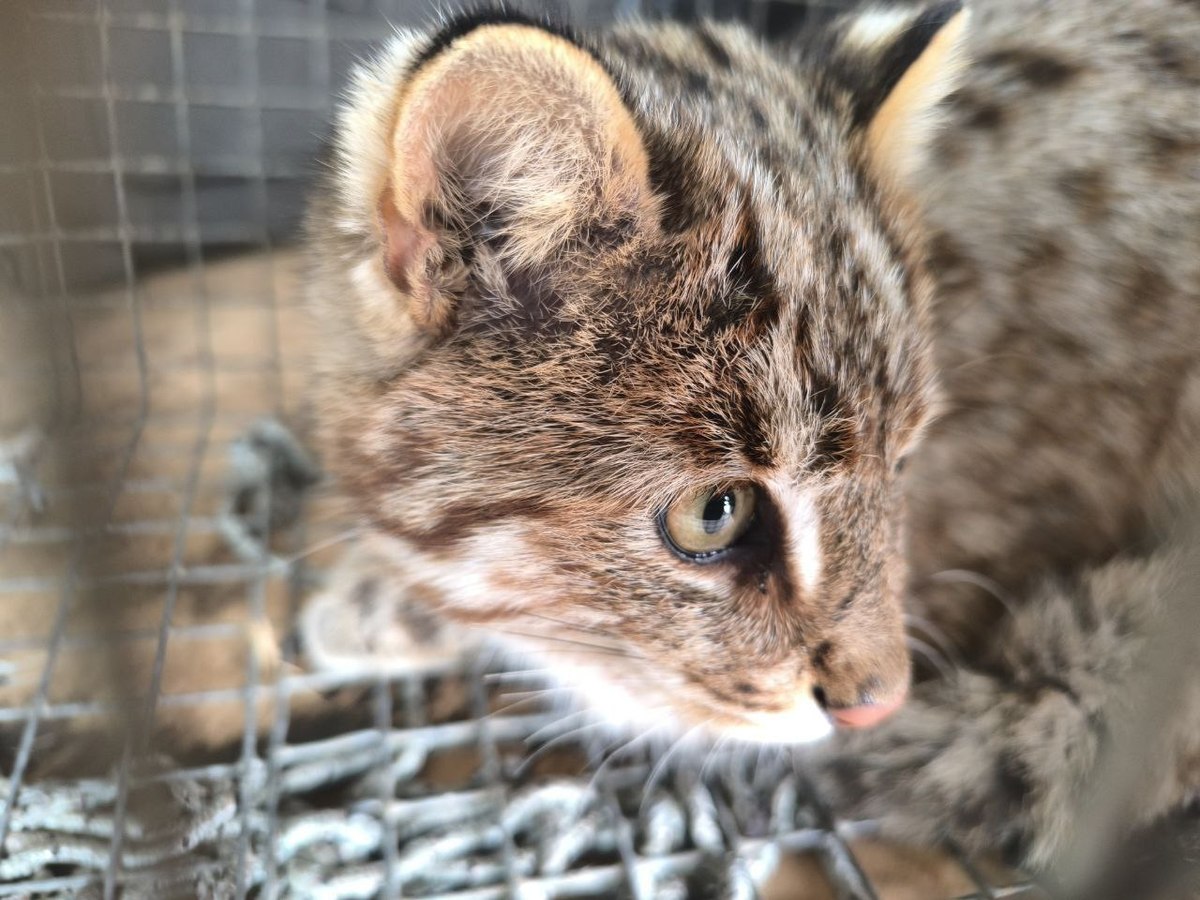 Дальневосточного лесного кота-воришку доставили в центр «Тигр» Дальневосточного лесного кота-воришку доставили в центр «Тигр»