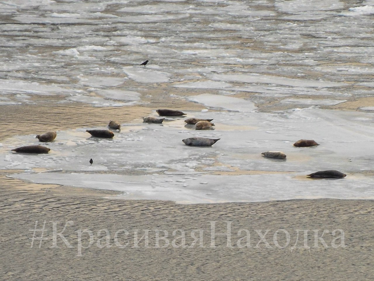 На льдинах акватории бухты Находка появились ларги На льдинах акватории бухты Находка появились ларги