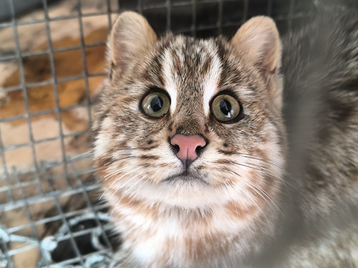 Дальневосточного лесного кота-воришку доставили в центр «Тигр»