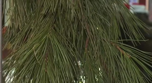 В Спасске-Дальнем только что открылась необычная выставка