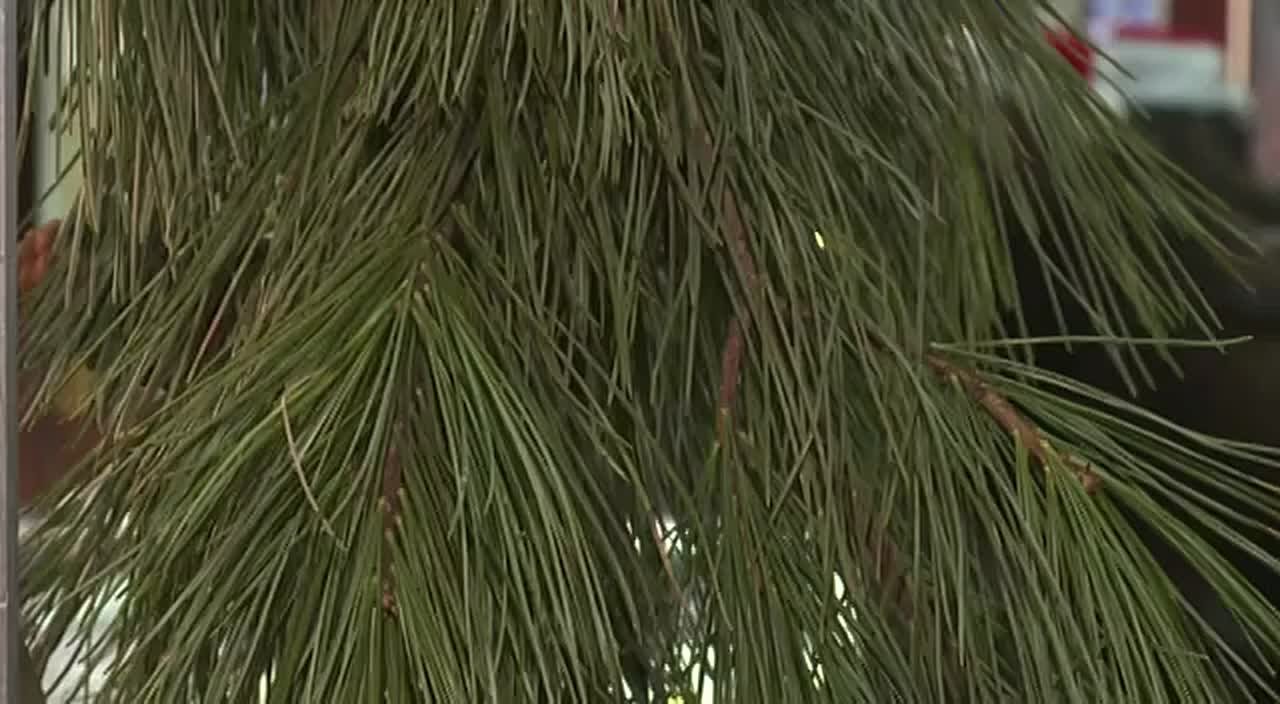 В Спасске-Дальнем только что открылась необычная выставка