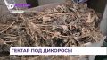 Предприниматель из Приморья развивает производство концентратов из дикоросов