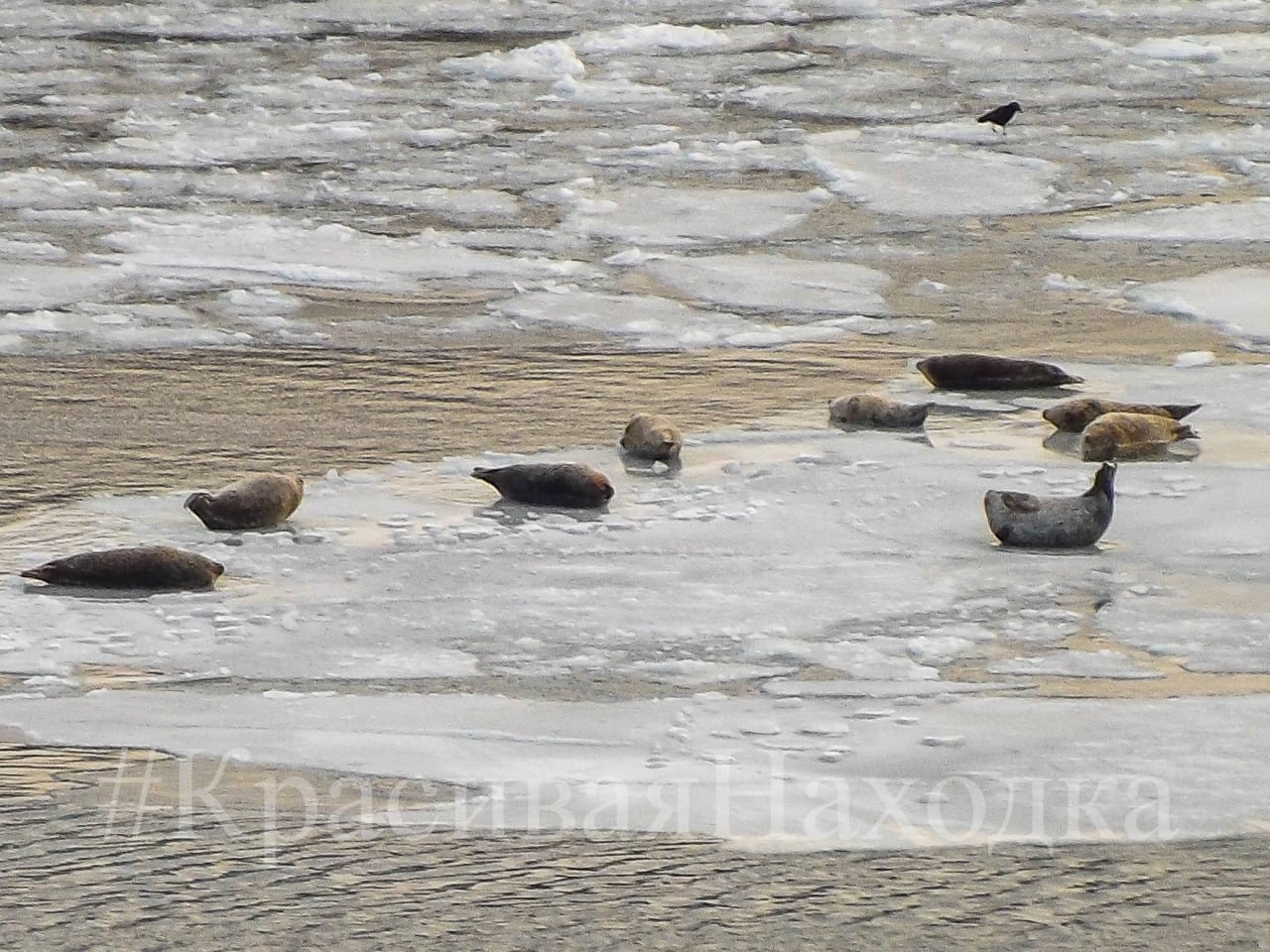 На льдинах акватории бухты Находка появились ларги На льдинах акватории бухты Находка появились ларги