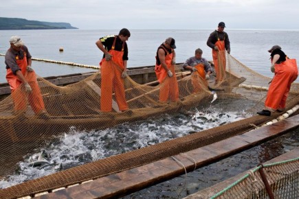 Обороты рыбопромышленников Приморья выросли на четверть в этом году и составили 127,9 млрд рублей