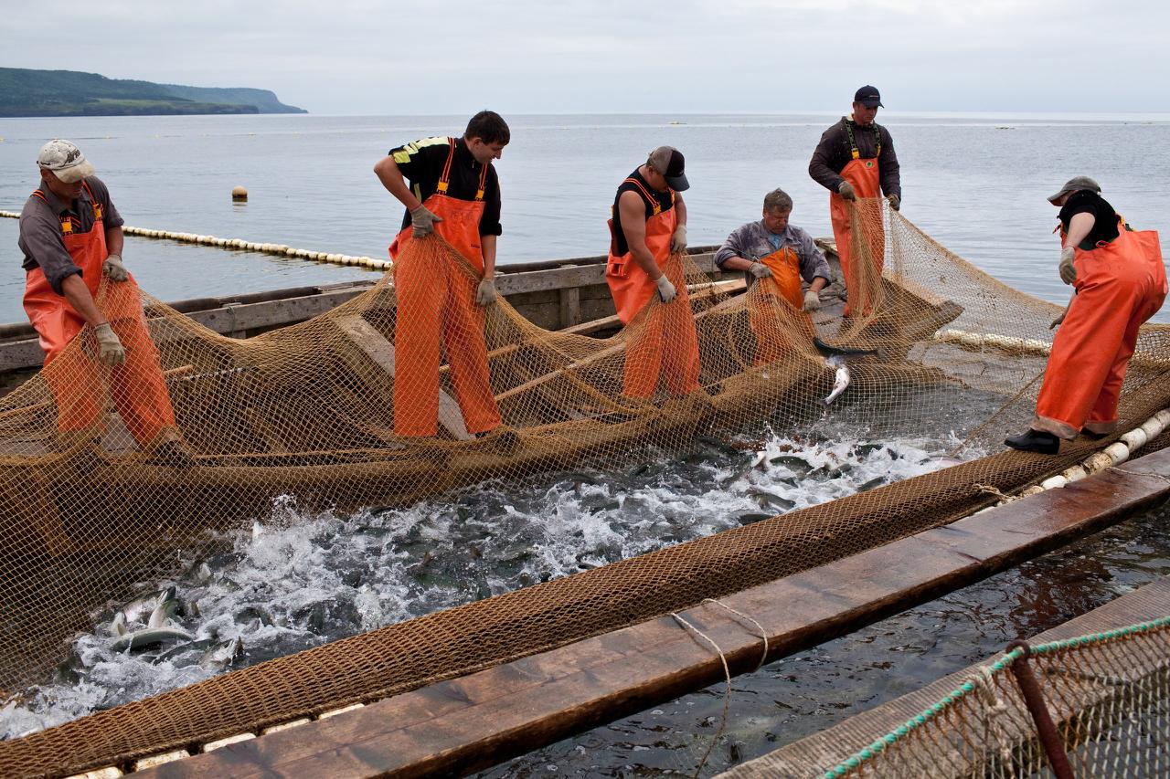 Обороты рыбопромышленников Приморья выросли на четверть в этом году и составили 127,9 млрд рублей