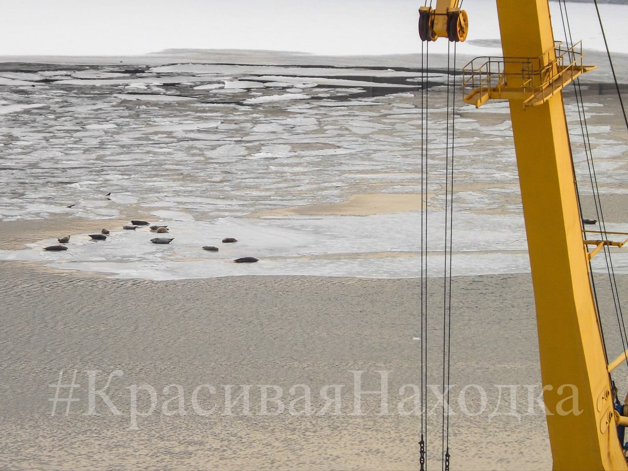 На льдинах акватории бухты Находка появились ларги На льдинах акватории бухты Находка появились ларги