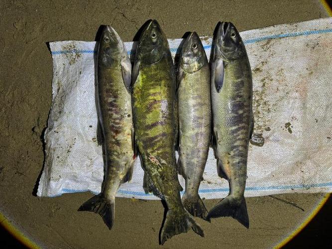 Транспортной полицией Уссурийска завершено расследование двух уголовных дел о незаконном вылове водных биологических ресурсов Транспортной полицией Уссурийска завершено расследование двух уголовных дел о незаконном вылове водных биологических ресурсов