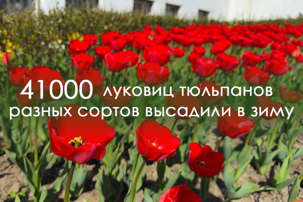 Около 8 тысяч кустарников и одна тысяча деревьев украсили Владивосток в этом году Около 8 тысяч кустарников и одна тысяча деревьев украсили Владивосток в этом году