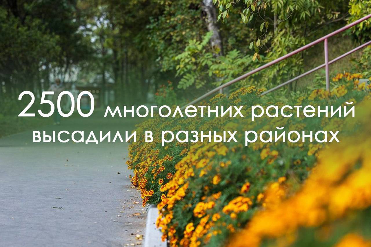 Около 8 тысяч кустарников и одна тысяча деревьев украсили Владивосток в этом году Около 8 тысяч кустарников и одна тысяча деревьев украсили Владивосток в этом году