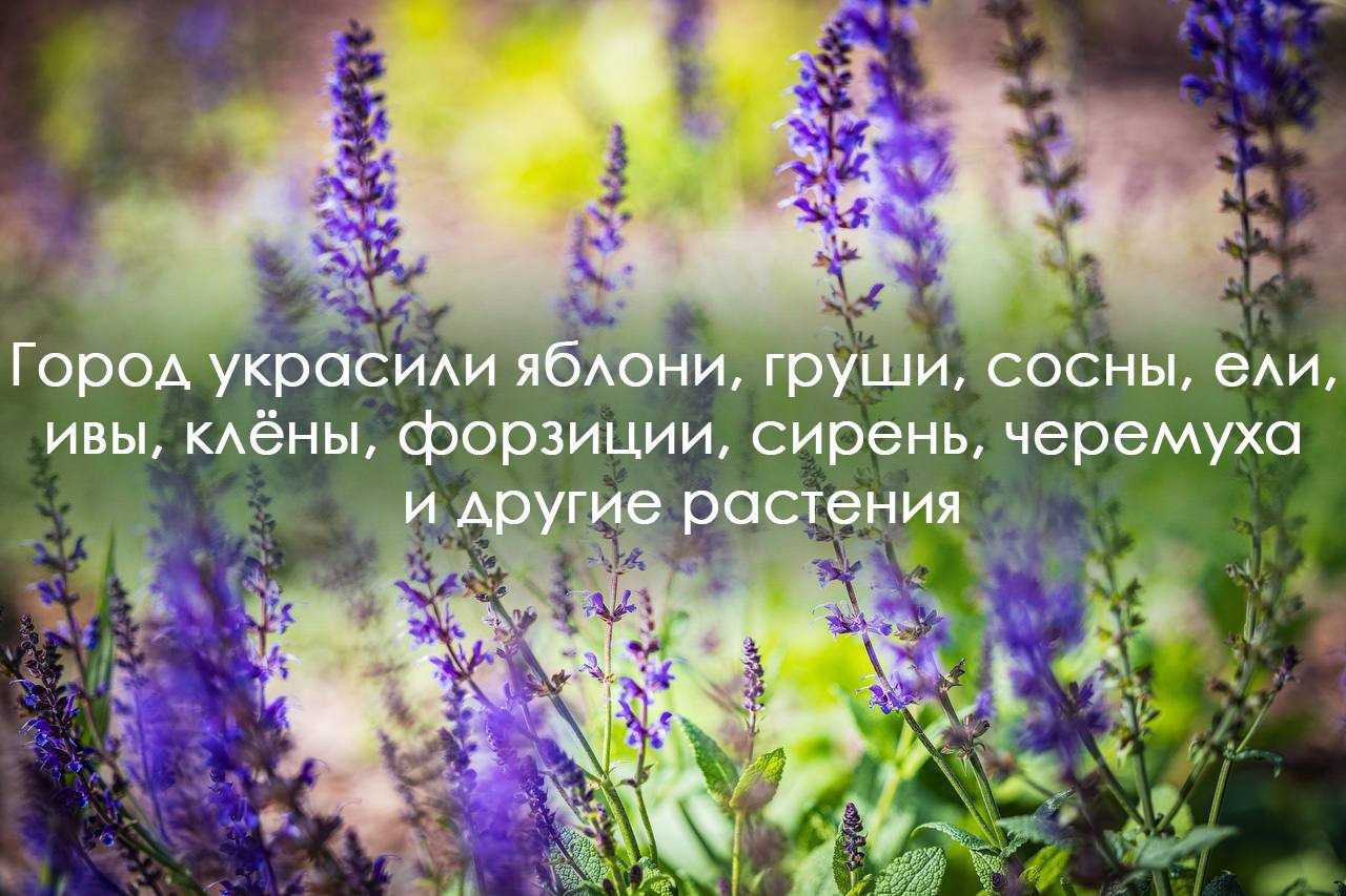 Около 8 тысяч кустарников и одна тысяча деревьев украсили Владивосток в этом году Около 8 тысяч кустарников и одна тысяча деревьев украсили Владивосток в этом году
