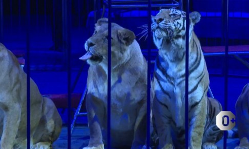 Подготовка цирковых номеров с животными – это настоящее искусство, требующее огромного терпения, опыта и любви к животным