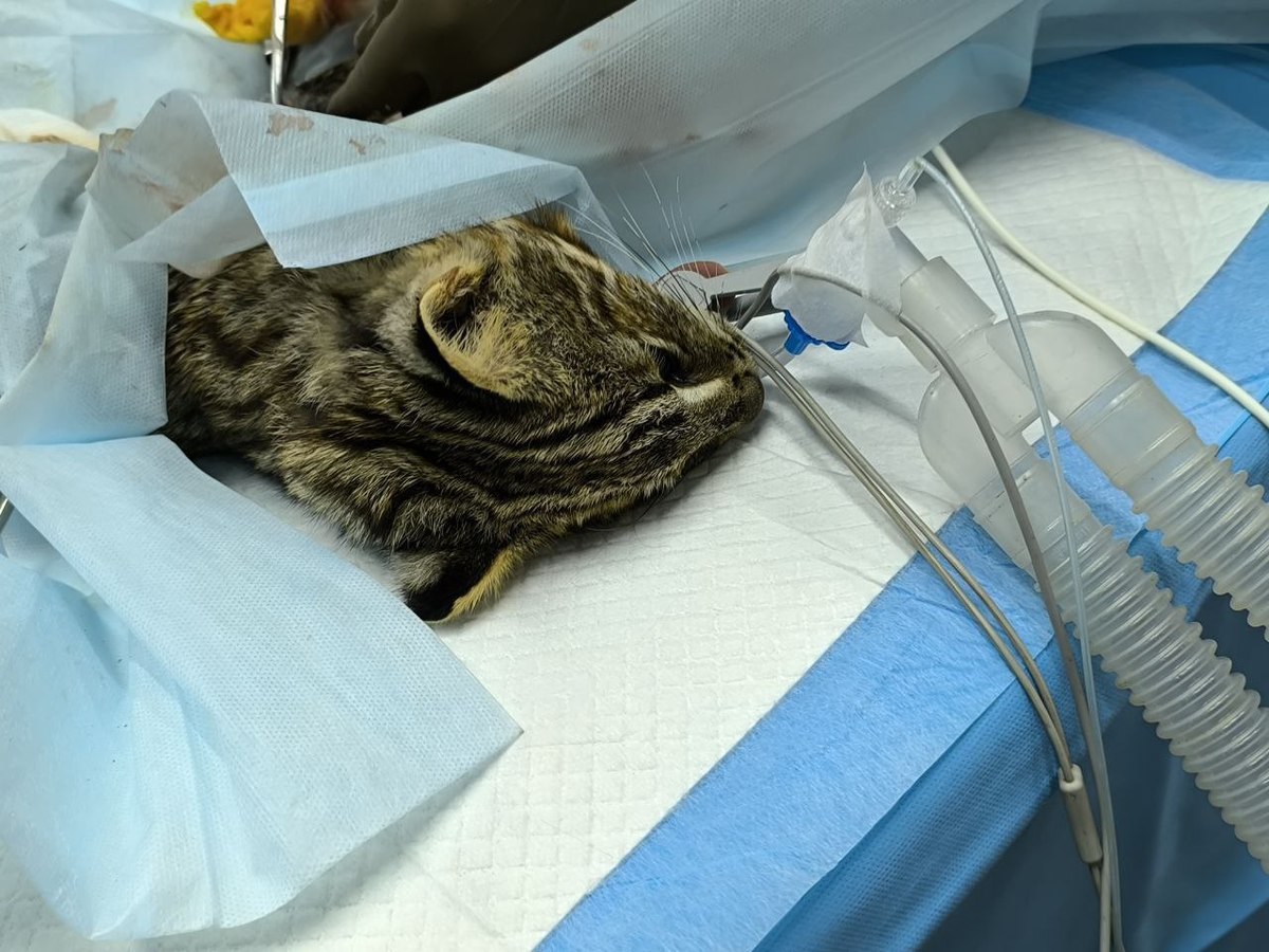 В центре «Тигр» прооперировали дальневосточного лесного кота со сломанной лапой В центре «Тигр» прооперировали дальневосточного лесного кота со сломанной лапой