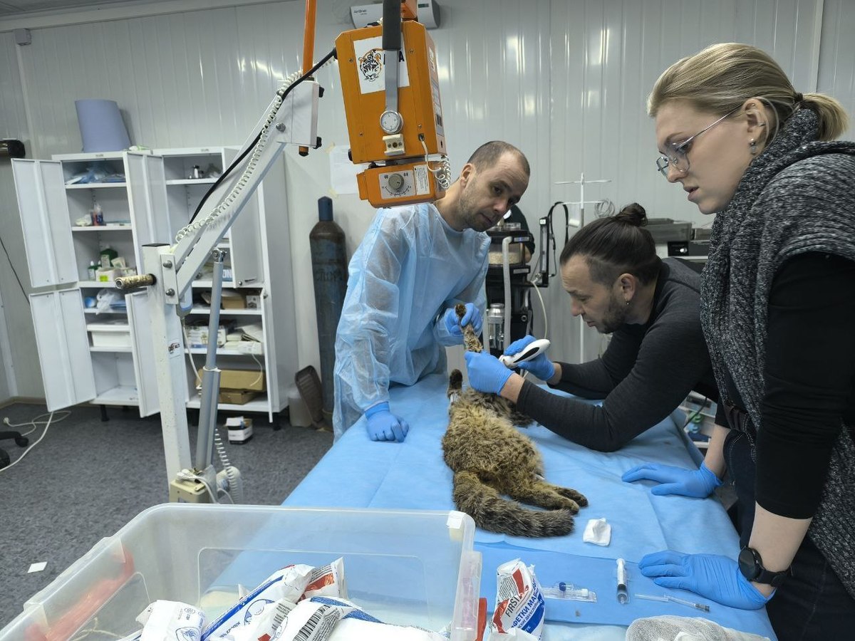 В центре «Тигр» прооперировали дальневосточного лесного кота со сломанной лапой В центре «Тигр» прооперировали дальневосточного лесного кота со сломанной лапой