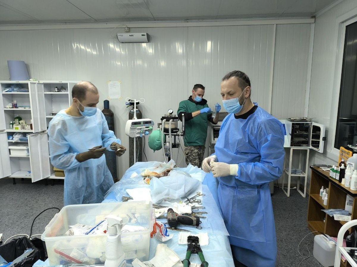 В центре «Тигр» прооперировали дальневосточного лесного кота со сломанной лапой В центре «Тигр» прооперировали дальневосточного лесного кота со сломанной лапой