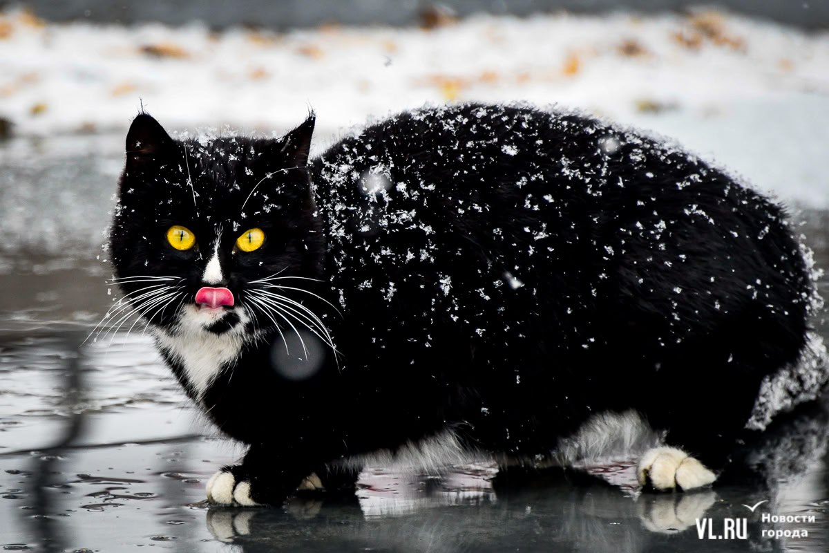 В субботу во Владивостоке будет до +5 °C, возможен снег