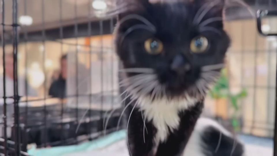 ��������� �����������. ����� ������ �� ������������ �������� ��������-������� ����� � �����, ������� ���� ���� ���