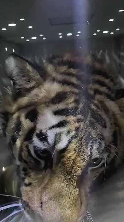 ������������ � ���������� �����, ������������ �� �����, �������� ����� ���� ������� � ��������