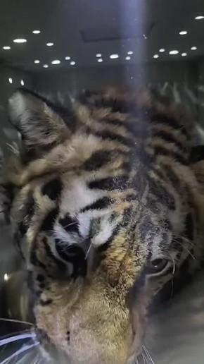 ������������ � ���������� �����, ������������ �� �����, �������� ����� ���� ������� � ��������