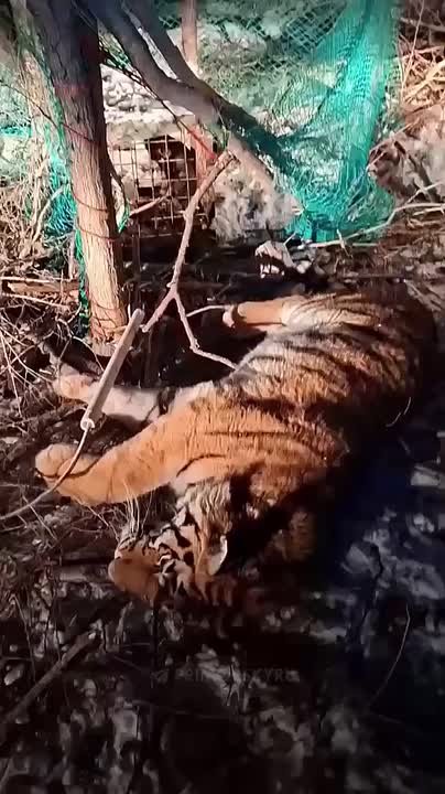 Конфликтного тигра изъяли в окрестностях Барабаша Хасанского округа в Приморье