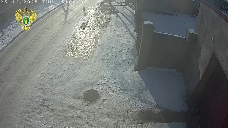 Прокуратура поставила на контроль установление обстоятельств жестокого обращения с собакой в Уссурийске