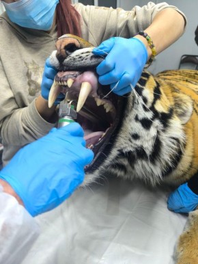 ������� �� ���� � ����� �� �� ��� �������: ������������ � ���� ������� �������� ����� ��������� �� ������� � ��������