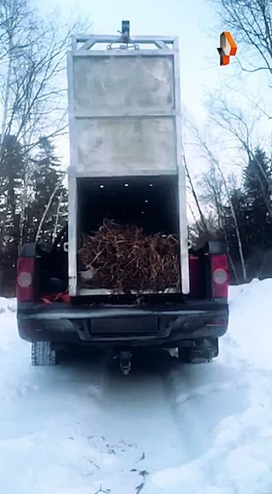Полосатого охотника на собак, отловленного в селе Барабаш, выпустили на свободу в глухой тайге