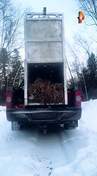 Полосатого охотника на собак, отловленного в селе Барабаш, выпустили на свободу в глухой тайге