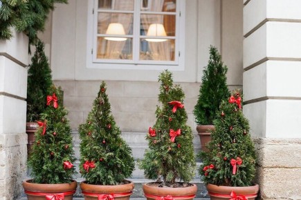 Как ухаживать за новогодней елкой в горшке и продлить ей жизнь