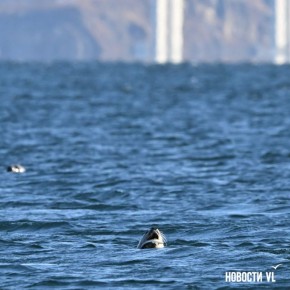 �� ������������ � ������������ ����� �������� ����, ���������� ���� ������ ����