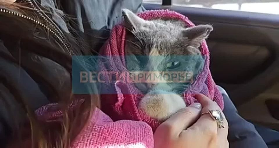 Новогоднее чудо.. «Вести: Приморье» нашли кота Милана, который потерялся месяц назад