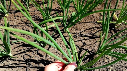 ������ ������ ���� �� ����������