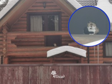 Загадочные невидимые границы природы: почему синие розы и трёхцветные коты остаются мечтой?