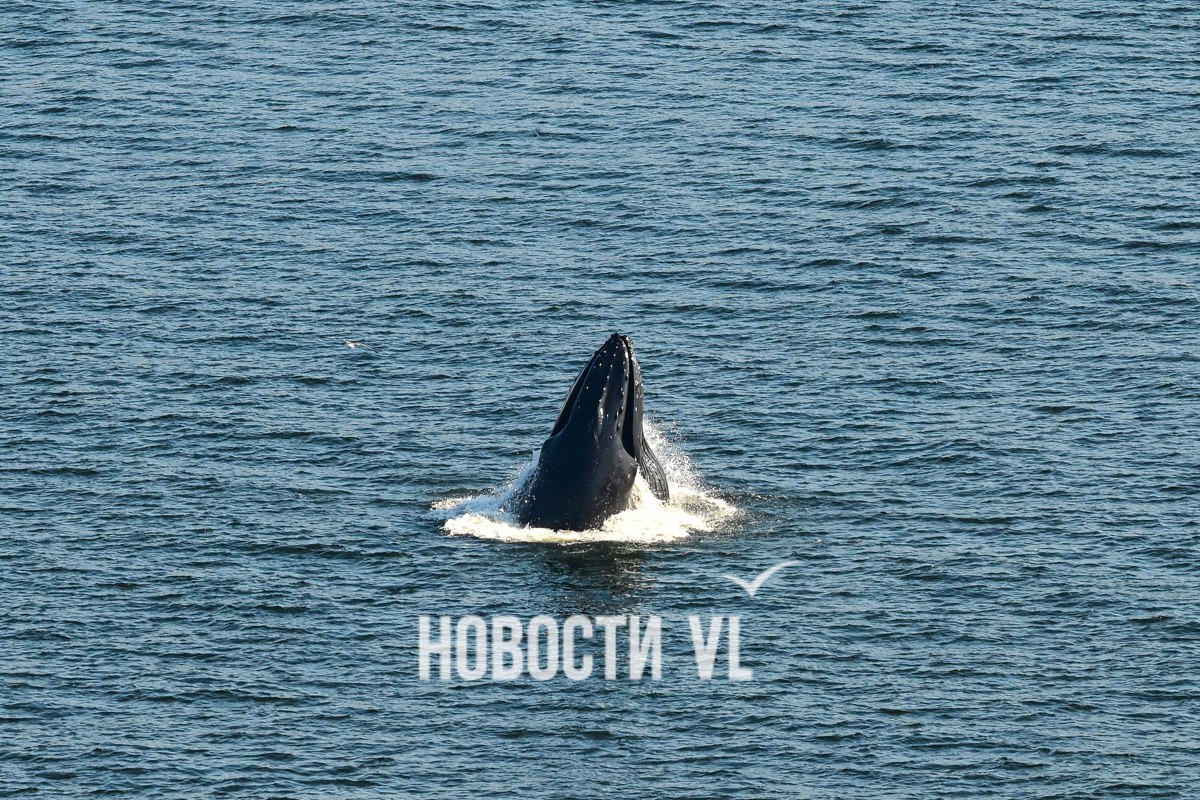 Киты и русалки, пожары, муралы и даже машины на сапах: 2025 год в 36 фотографиях Новостей VL Киты и русалки, пожары, муралы и даже машины на сапах: 2025 год в 36 фотографиях Новостей VL