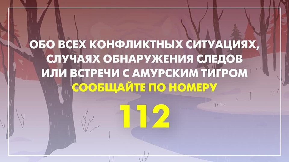 Я встретил тигра: что делать?