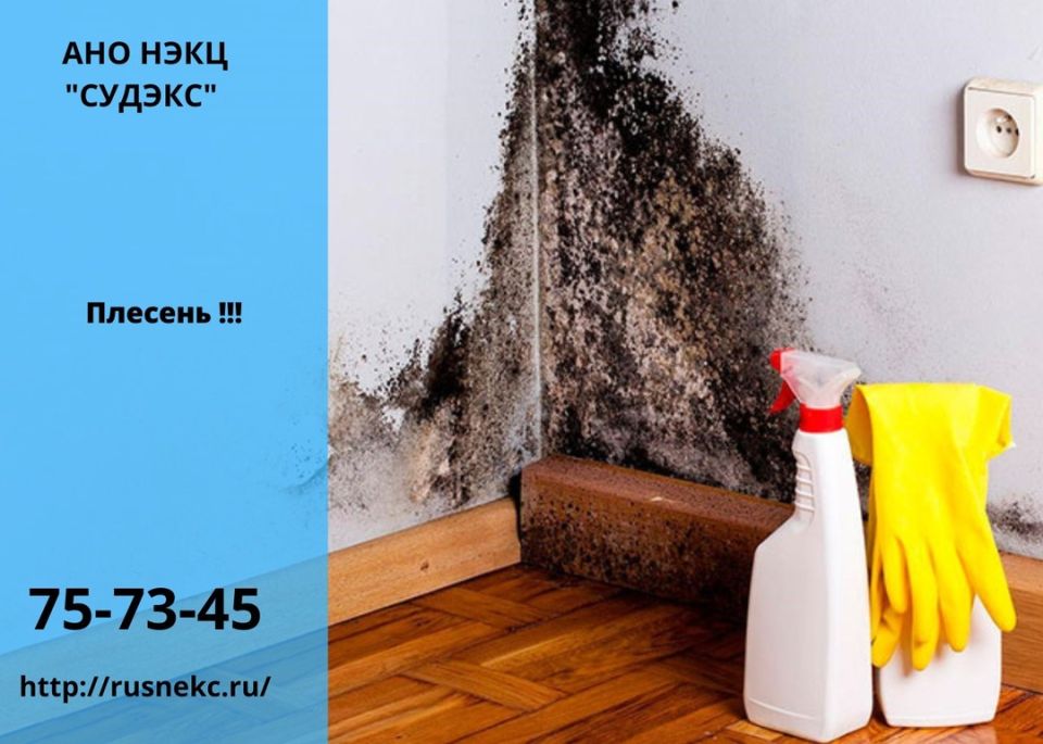 Как справиться с проблемой плесени в вашем доме: пошаговое руководство