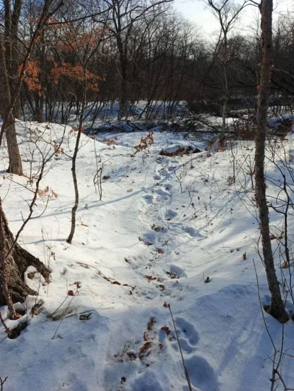 В Дальнегорском городском округе Приморья проводятся мероприятия в отношении «конфликтного тигра»