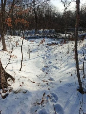В Дальнегорском городском округе Приморья проводятся мероприятия в отношении «конфликтного тигра»