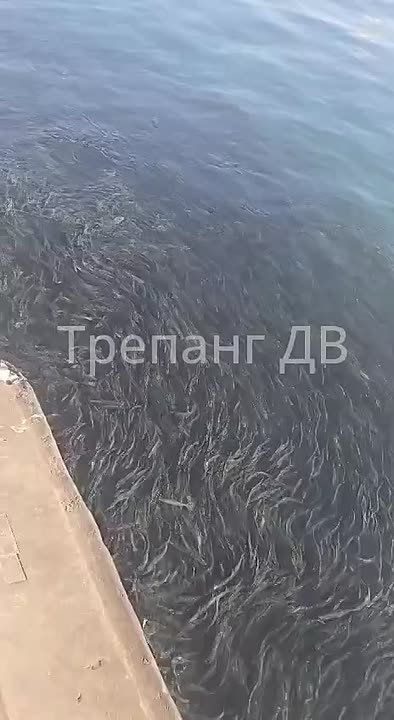 А в бухте Золотой Рог ларги гоняют селёдку – свой завтрак, обед и ужин, как шутят рыбаки